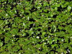 Caltha natans