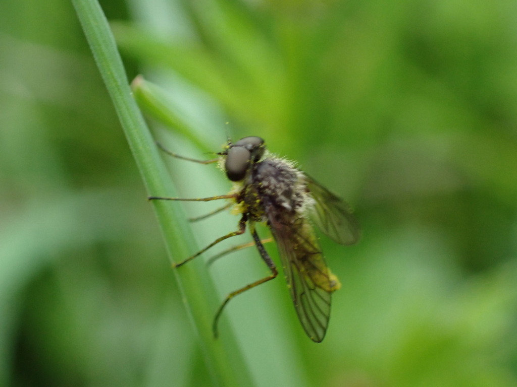Chrysopilus pilosus