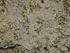 Cyperus subsquarrosus