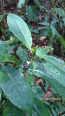 Palicourea axillaris