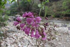 Bignonia diversifolia