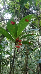 Columnea dimidiata