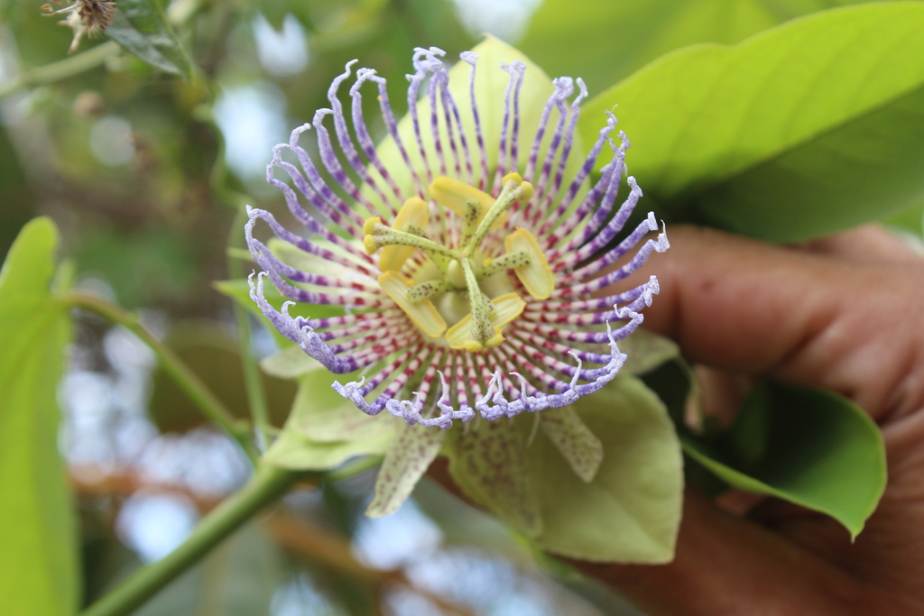 Burucuyá