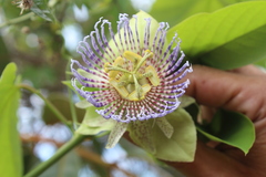 Passiflora platyloba