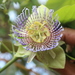 Passiflora platyloba - Photo (c) Hermes Vega, algunos derechos reservados (CC BY-NC), subido por Hermes Vega