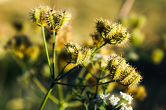 Astrodaucus littoralis