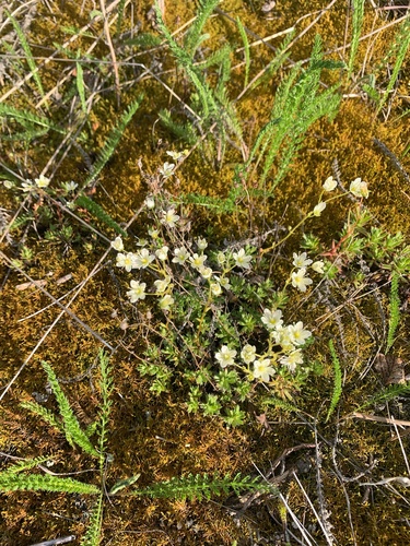Prickly Saxifrage