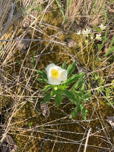 Canada anemone
