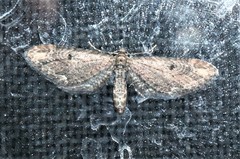 Eupithecia subapicata
