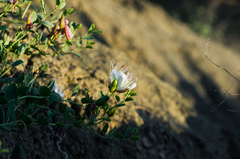 Capparis spinosa herbacea