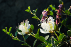 Capparis spinosa herbacea