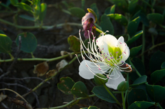Capparis spinosa herbacea