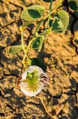 Capparis spinosa herbacea