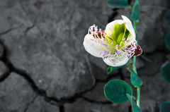 Capparis spinosa herbacea