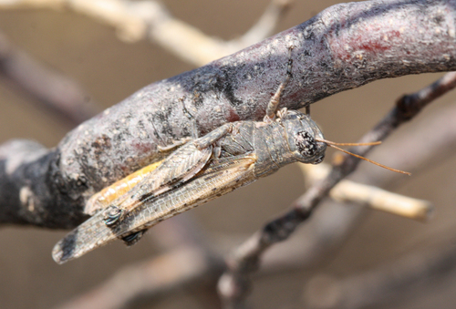 Desert Clicker Grasshopper photo 2