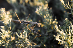 Bolivaria brachyptera