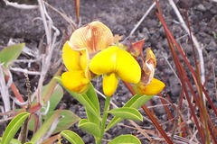 Crotalaria assamica