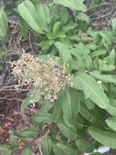 iNaturalist observation photo of laurel sumac