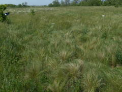 Stipa tirsa