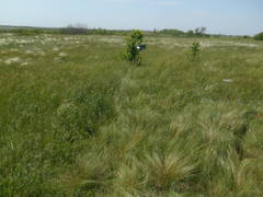 Stipa tirsa