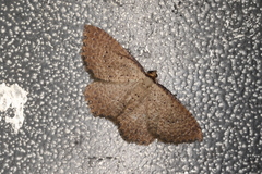 Chrysolarentia microcyma