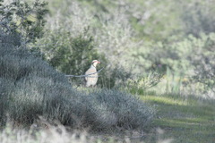 Alectoris chukar cypriotes