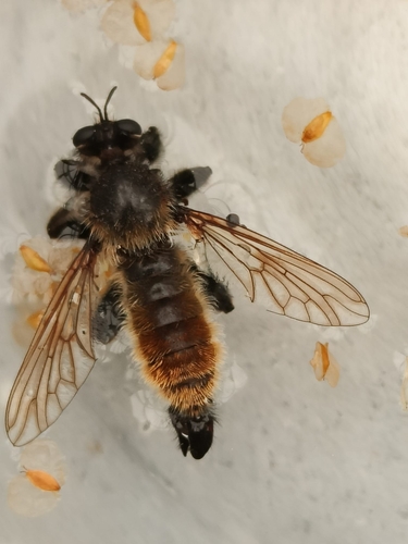 bumblebee robberfly, photo 4 of 10