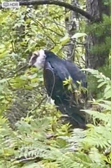 Cathartes aura image