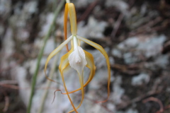 Brassavola cucullata