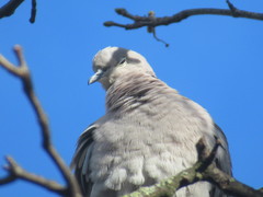 Streptopelia decaocto