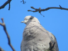 Streptopelia decaocto