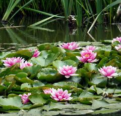 Nymphaea × marliacea