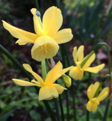 Narcissus