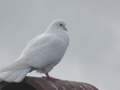 Columba livia domestica