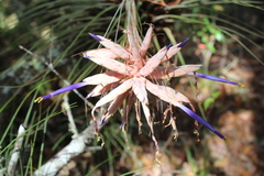 Tillandsia vicentina