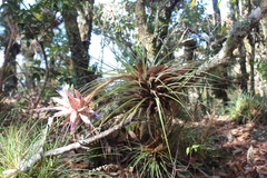 Tillandsia vicentina