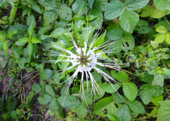 Orthosiphon aristatus