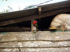 Psittaculidae