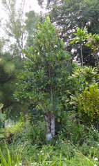 Artocarpus heterophyllus