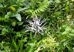 Orthosiphon aristatus
