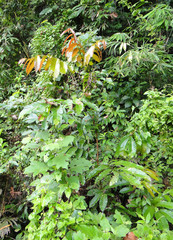 Pometia pinnata