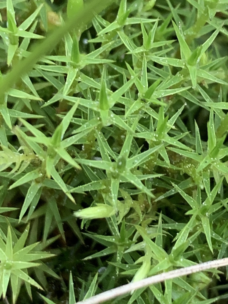 Swartz's Haircap Moss
