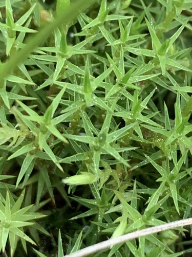 Polytrichum swartzii