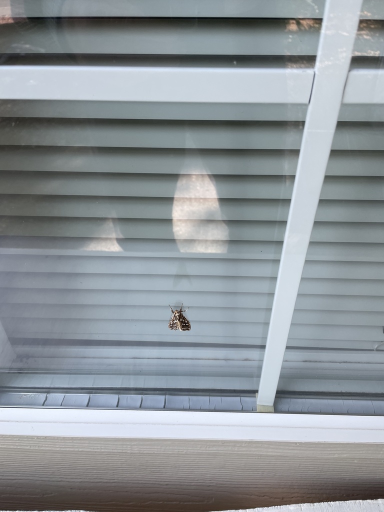 silver-spotted-tiger-moth-from-s-22nd-ct-florence-or-us-on-august-13