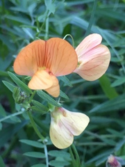 Lathyrus hierosolymitanus