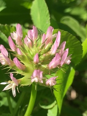 Trifolium spumosum