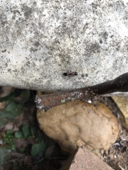 Camponotus texanus