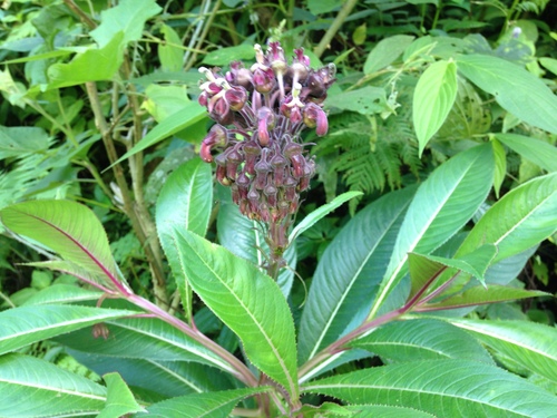 Lobelia assurgens