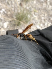 Polistes comanchus comanchus
