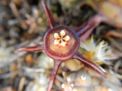 Duvalia caespitosa caespitosa